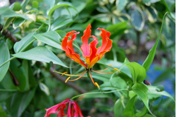 Flame Lily Zimbabwe